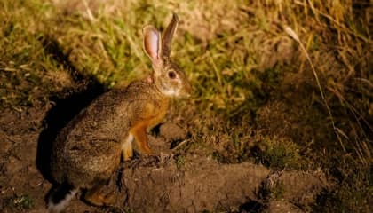 Night Wildlife Drives