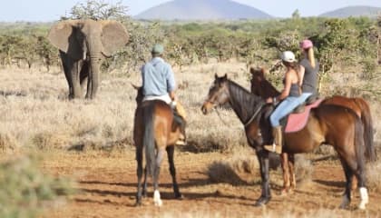 Horse Riding With Wildlife Nearby