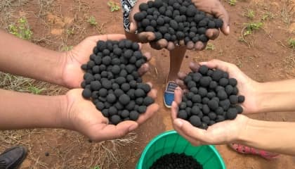 Ranger Learning And Seedballs