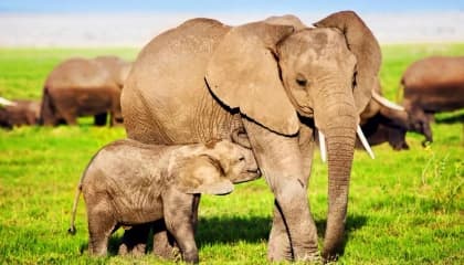 Elephant Research Encounters