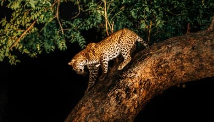 Night Game Drives