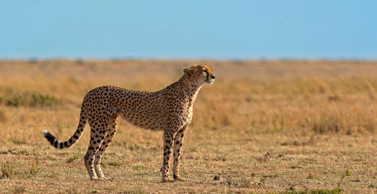 Mara Savannah to Seashore