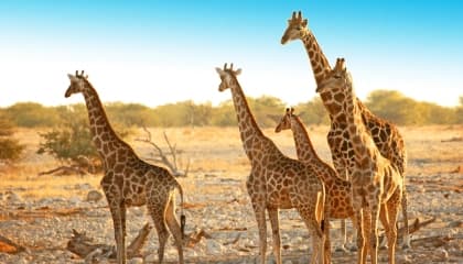 Etosha Game Viewing