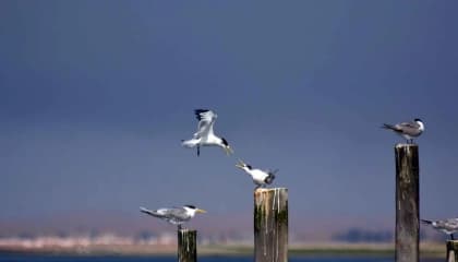 Walvis Bay Birdlife Scenes