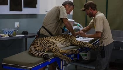 AfriCat Conservation Visit