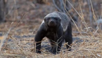 Etosha Wildlife Photography