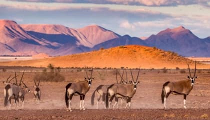 Sossusvlei And Dead Pan Exploration