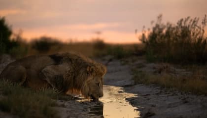 Etosha National Park Game Drives