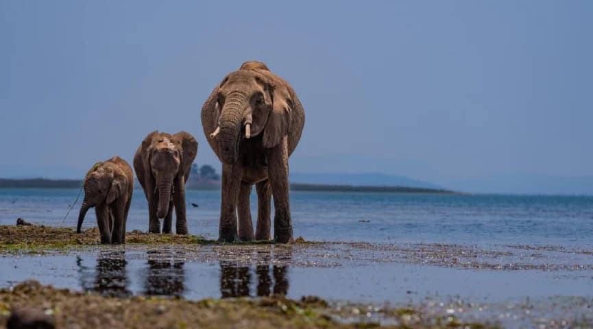 Game Drive Around Bumi Hills