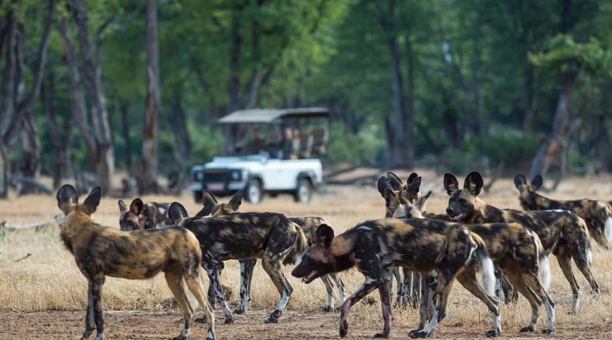 Game Drive Through Mana Pools