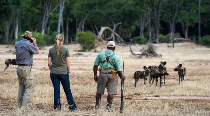 Guided Walking Safari Experience