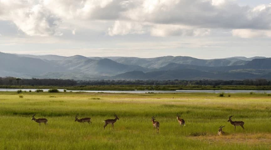 Game Drives Through Mana Pools