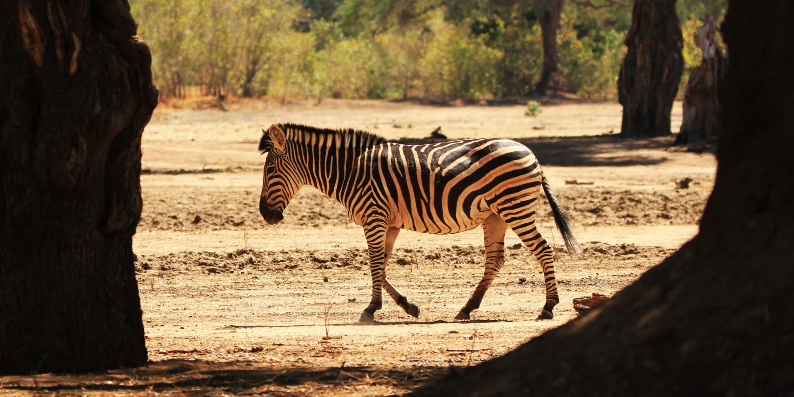 Mana Pools, Bumi Hills, Hwange, and Victoria Falls