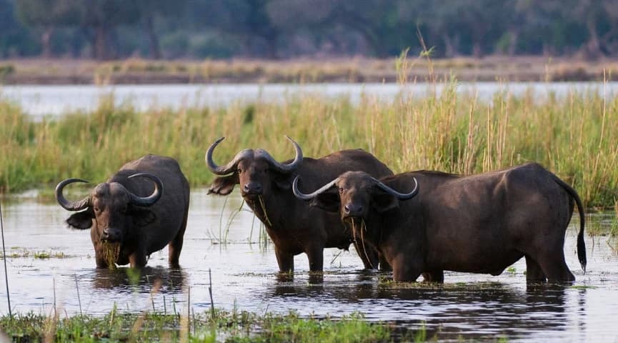 Game Drive In Mana Pools