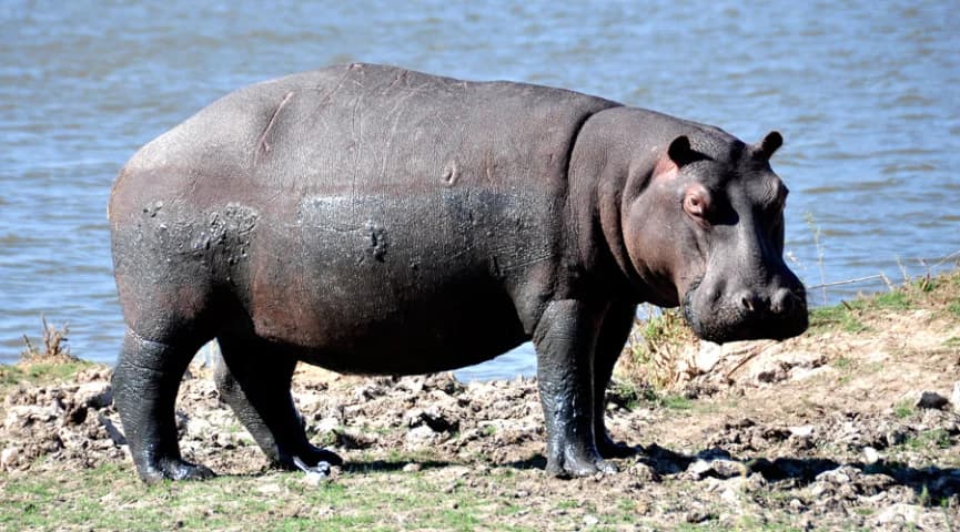 Fly Into Mana Pools
