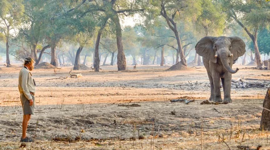 Guided Mana Pools Walking Safari