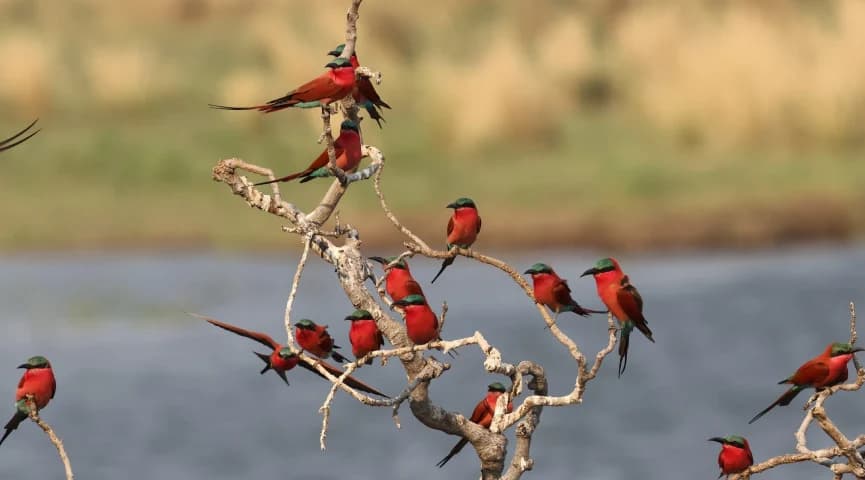 Mana Pools Game Drive