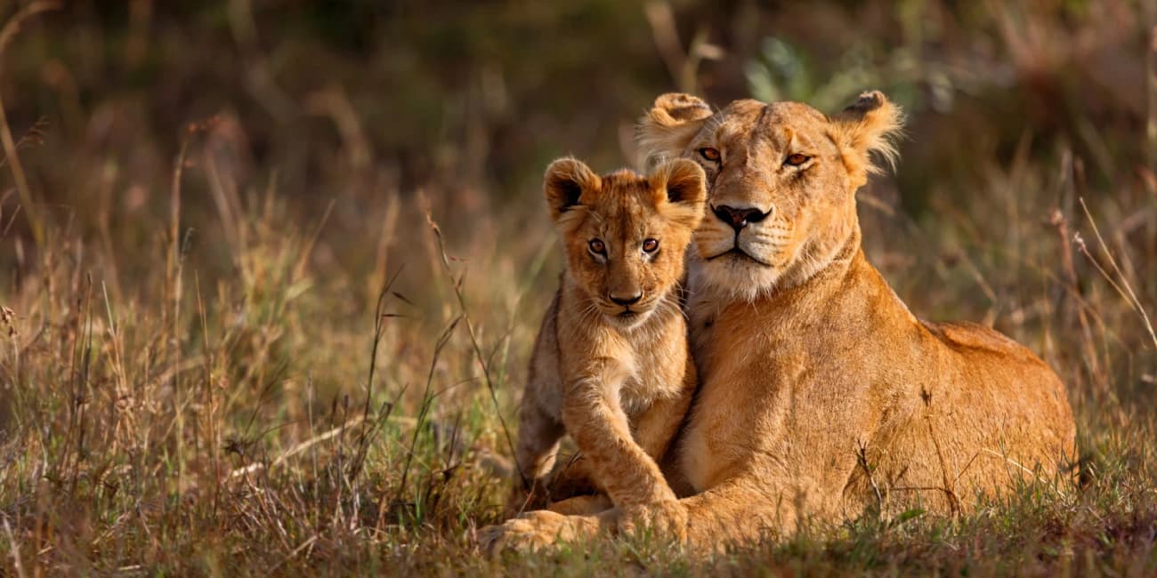 Spectacular Southern Africa – Cape Town, Kruger, Livingstone, Okavango