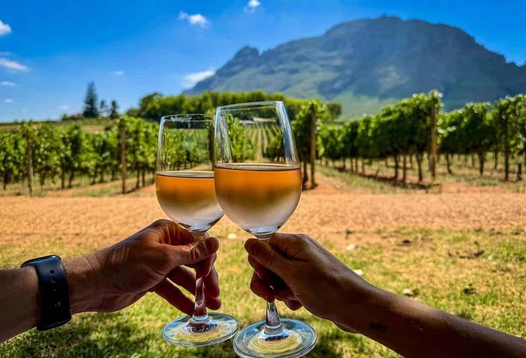 Stellenbosch Wine and Cheese Tasting